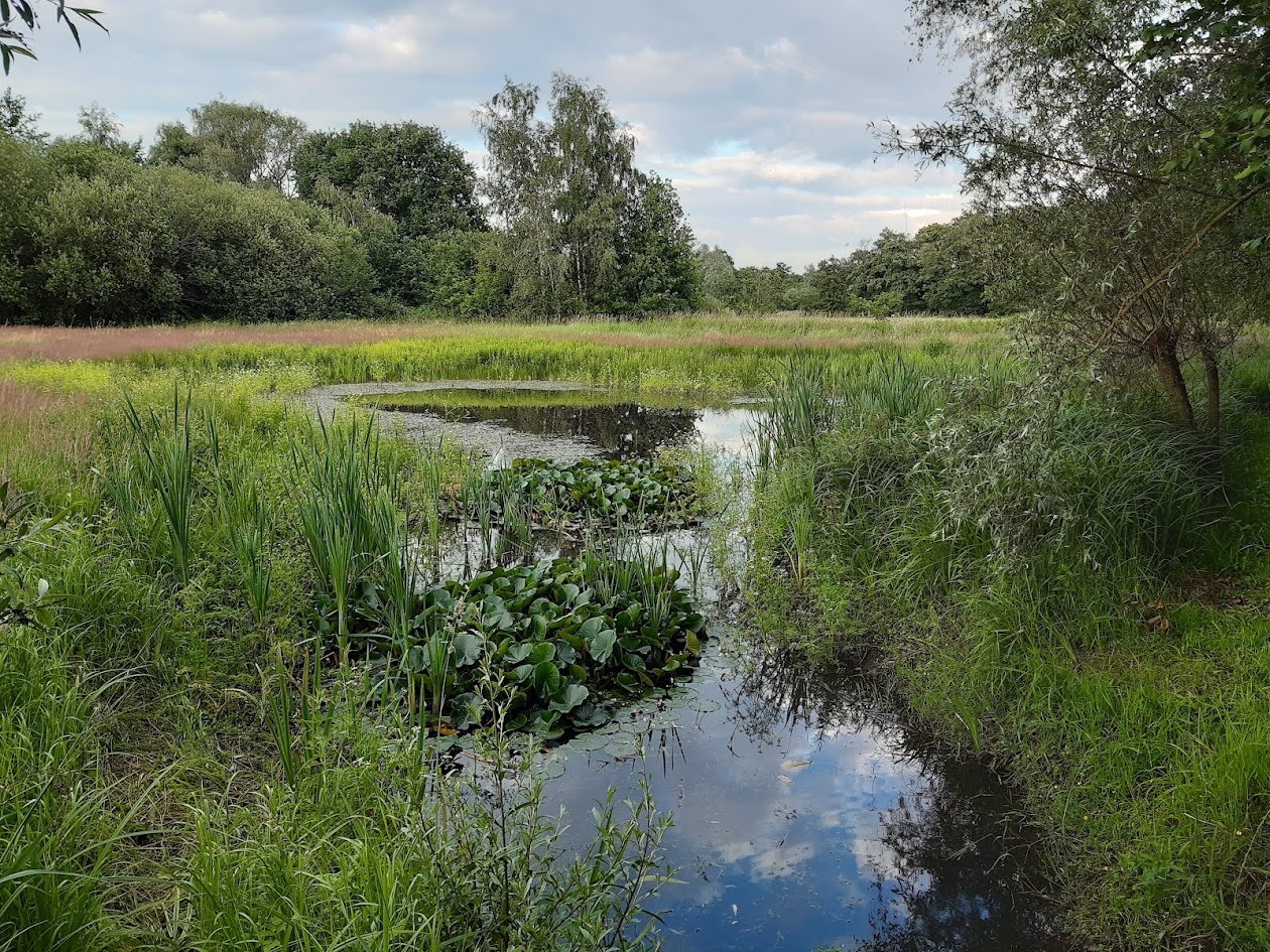 Kempense heidevlaktes en vennen
