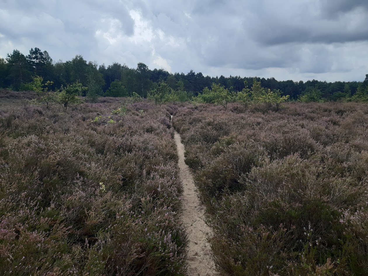 Kempense heidevlaktes en vennen